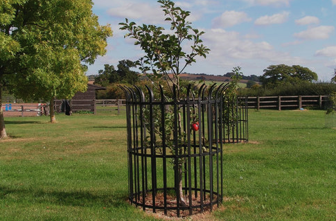 Crown Top Tree Guard